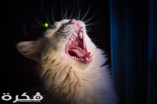 pexels photo 2575545