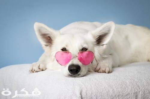 pexels photo 2607544