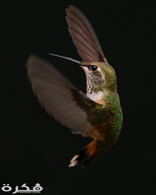 pexels photo 2629373