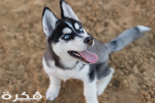 pexels photo 2853130