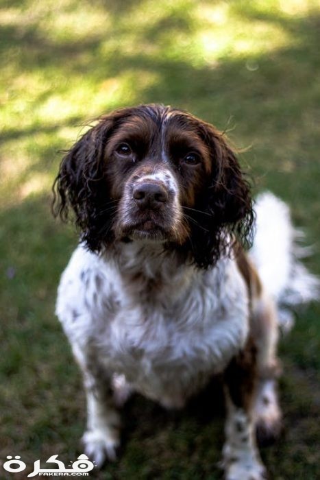 pexels photo 2918093