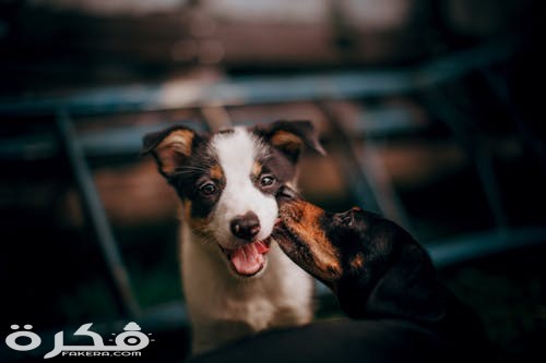 pexels photo 3908808