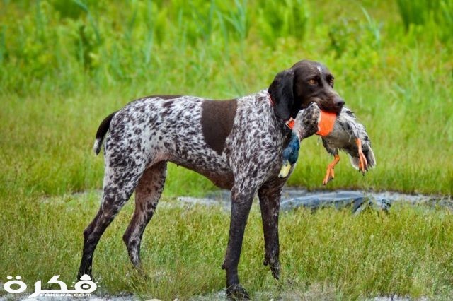 pointer hunting