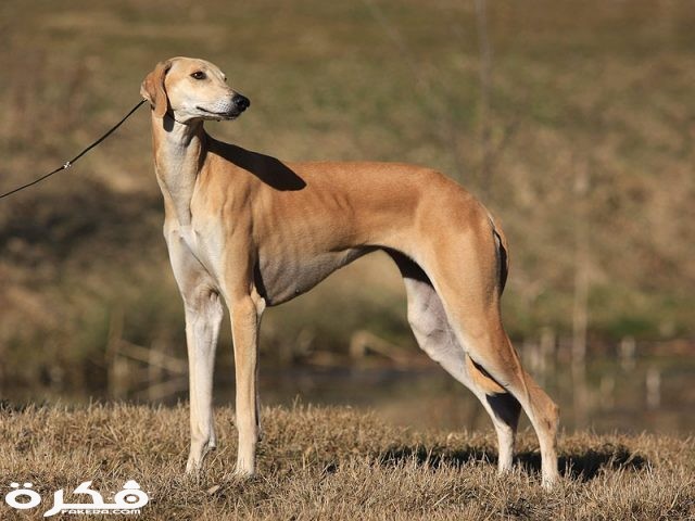 saluki sloughi arabian greyhound