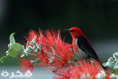 scarlet honeyeater bird red feathers
