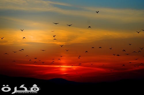 sunset birds flying sky 70577