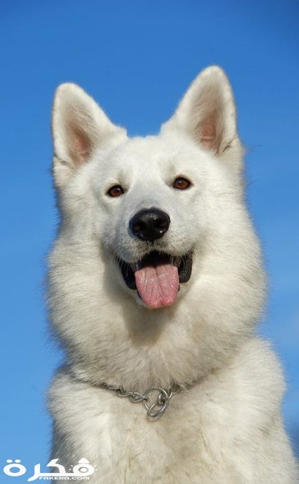 swiss shepherd dog dog pet portrait 46505