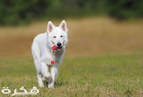 swiss shepherd dog dog white animal 46523
