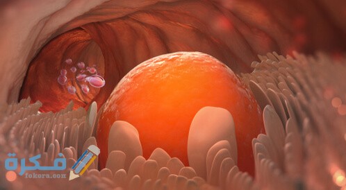 يتم إنتاج البويضات في