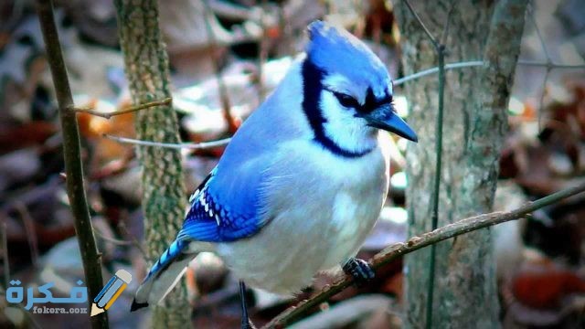 أجمل العصافير في العالم 3