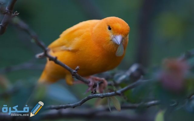 أجمل العصافير في العالم 5