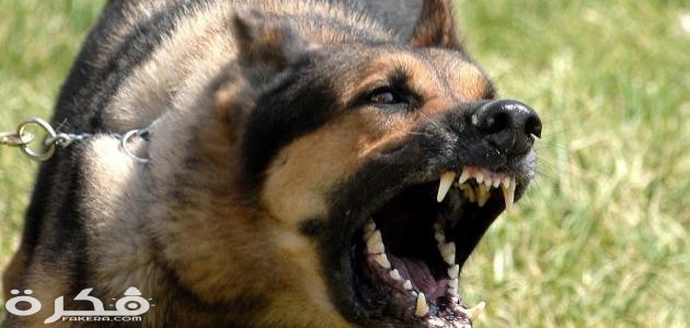 أشرس أنواع الكلاب في العالم