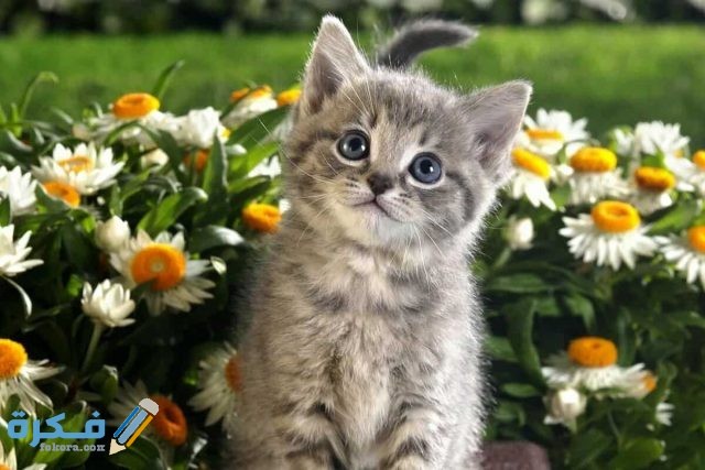 اسماء مشهوره للقطط من الإناث