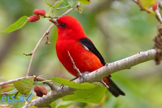 اجمل صور عصافير1