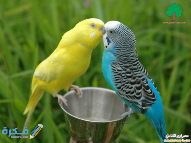 اجمل صور عصافير1