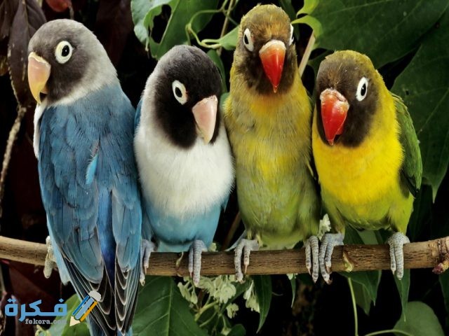 اجمل صور عصافير58