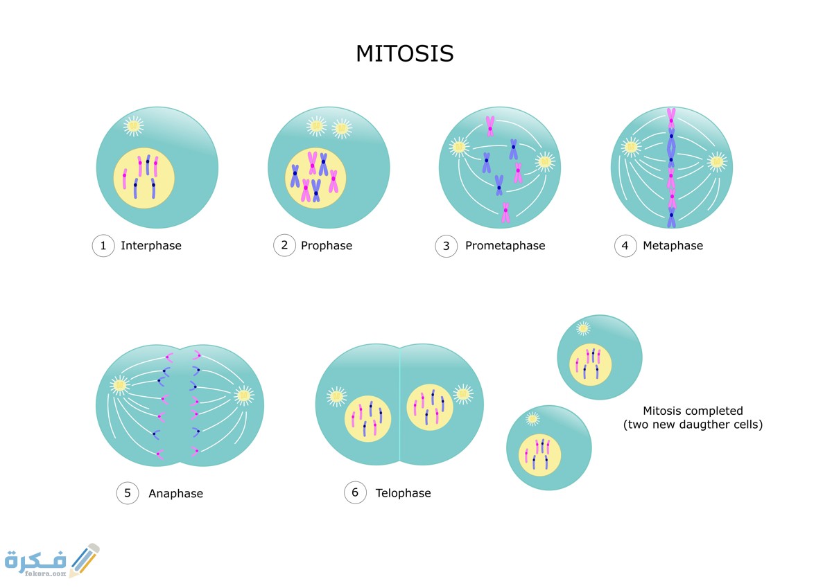الانقسام الاختزالي والمتساوي