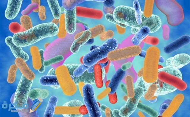 التركيب الموجود داخل النواة ويحمل المادة الوراثية