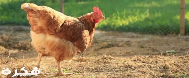 الدجاج 728x300 1