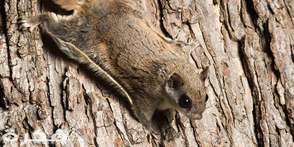 السنجاب الطائر 600x300 1