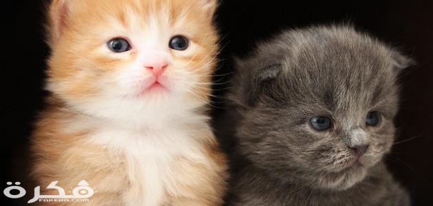 تربية القطط الصغيرة