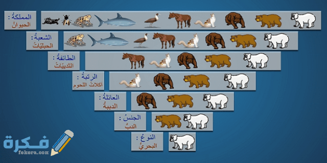 رتب مستويات التصنيف لدى الكائنات الحية رتب مستويات التصنيف لدى الكائنات الحية