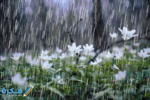 تفسير حلم المطر الغزير
