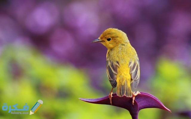 خلفيات عصافير روعة1