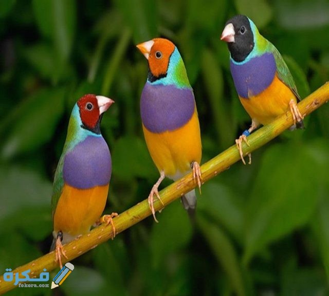 خلفيات عصافير روعة3