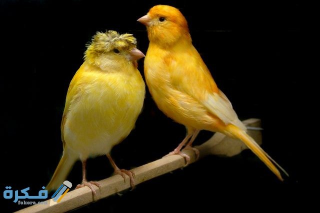 خلفيات عصافير روعة5