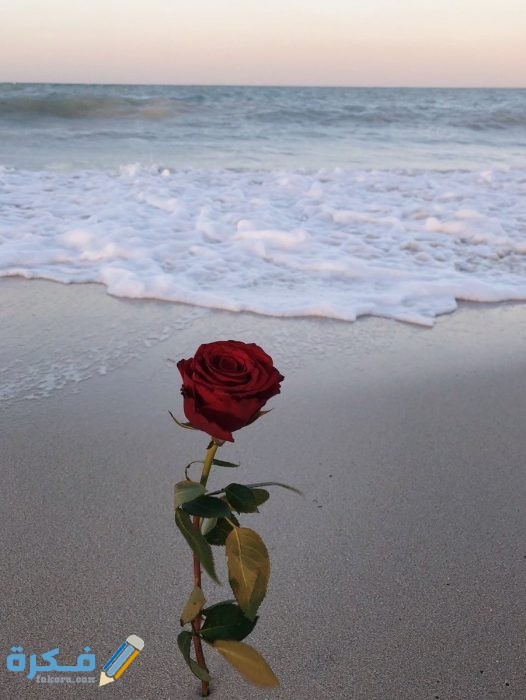 خلفيات ورد على البحر