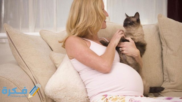 أعراض داء القطط وأسباب الإصابة به وطرق الوقاية منه