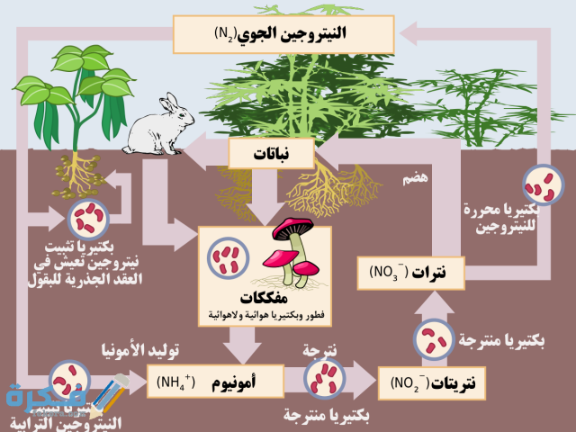 شرح درس غاز النيتروجين