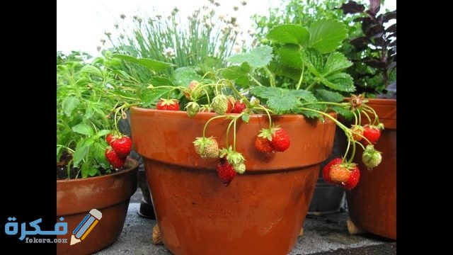 الطرق الصحيحة لزراعة نبات الفراولة في البيت البلاستيك