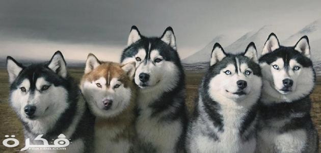 صفات كلاب الهاسكي