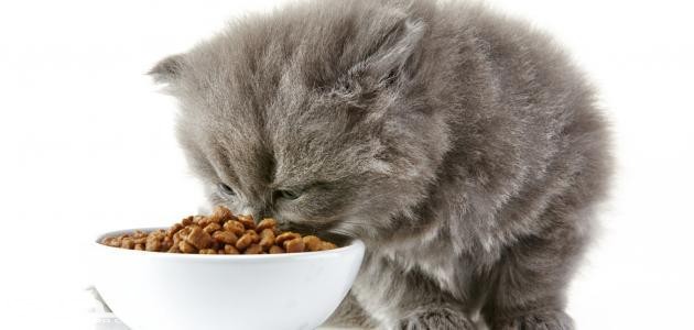 طرق تربية القطط في المنزل