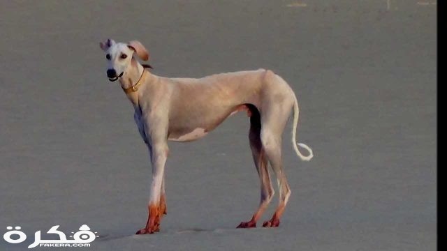 كلب السلوقي العربيt