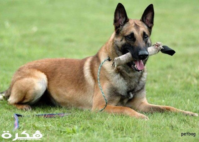 كلب المالينو الاصلي