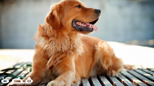 كلب جولدن ريتريفر بيور سلالة مواصفات