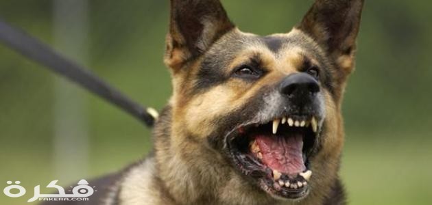 كيف أجعل كلبى شرس