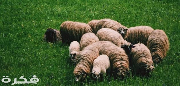 كيف تعرف سن الغنم