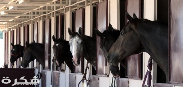 كيفية تربية الخيل