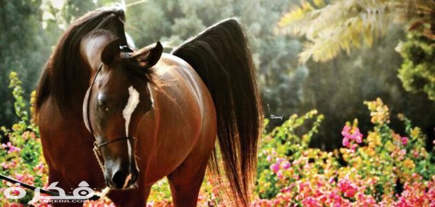 كيفية تربية الخيول