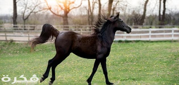 معلومات عن الحصان
