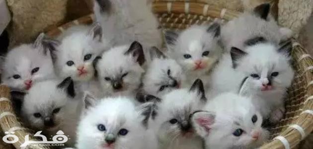 معلومات عن القطط