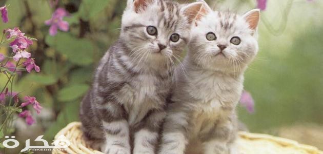 معلومات عن تربية القطط