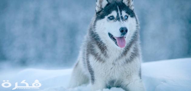 معلومات عن تربية كلاب الهاسكي