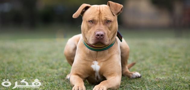 معلومات عن كلاب البيتبول