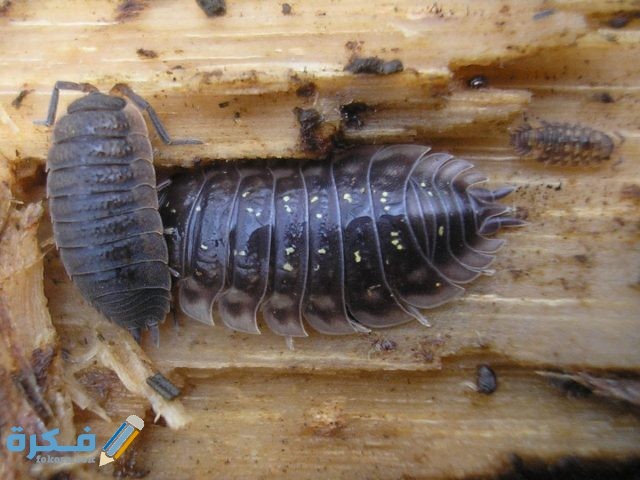 طريقة التخلص من قمل الخشب طريقة التخلص من قمل الخشب