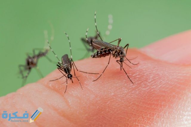 التخلص من لسعة الناموس